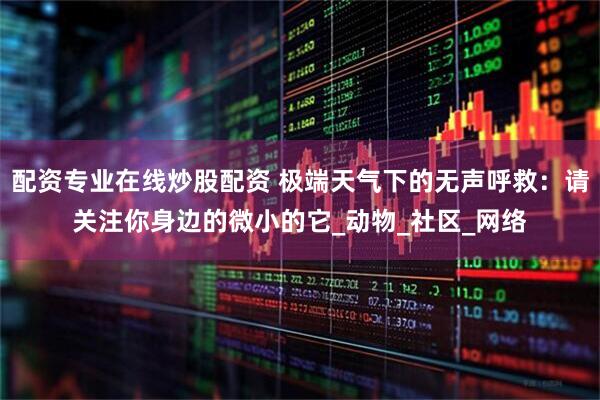 配资专业在线炒股配资 极端天气下的无声呼救：请关注你身边的微小的它_动物_社区_网络