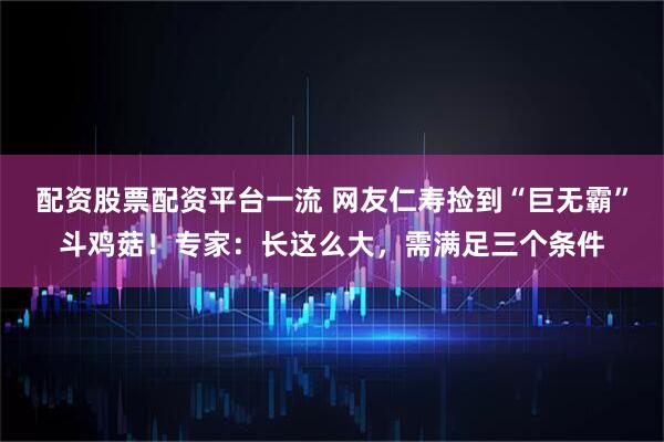 配资股票配资平台一流 网友仁寿捡到“巨无霸”斗鸡菇！专家：长这么大，需满足三个条件